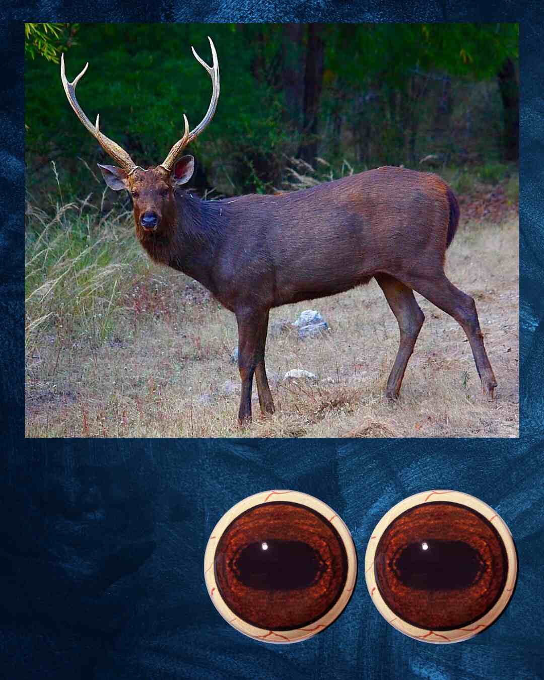 Sambar Eye -  Oval pupil with bright reddish brown iris and black veins (SB)
