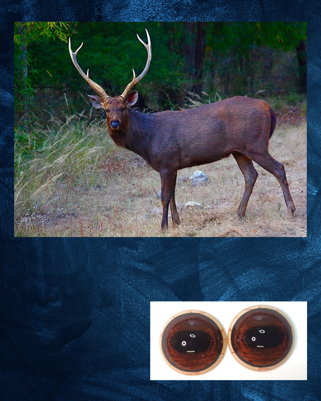 Sambar Eye -  Oval pupil with bright reddish brown iris and black veins (SB)