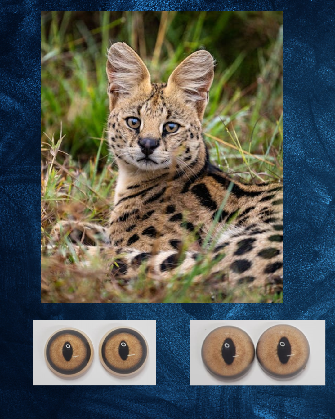 Serval Eye - Split pupil with light brown iris and black outer ring (TBC)