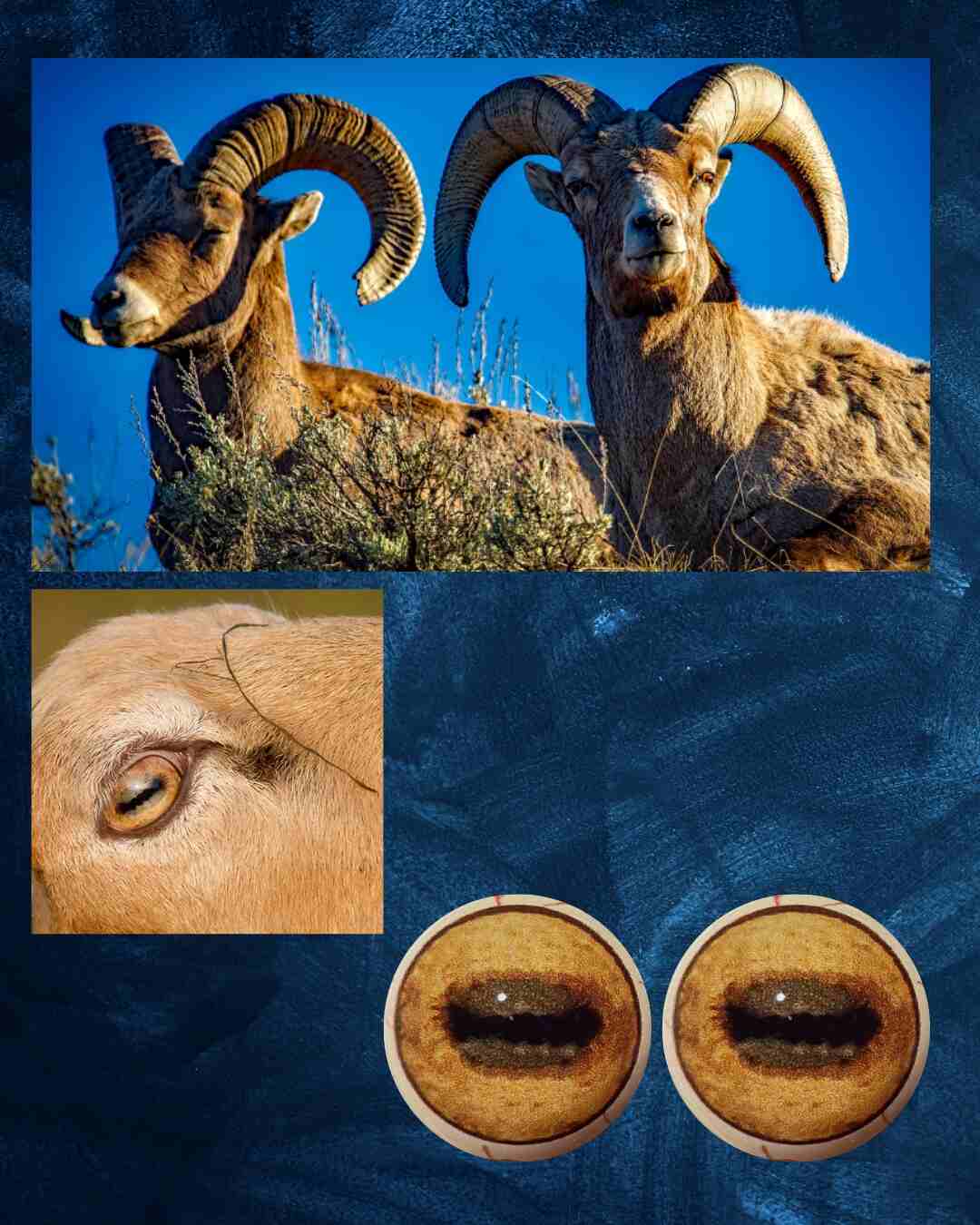 Sheep Eye - Oval pupil with saturated yellow iris and brown outer iris ring (SH)