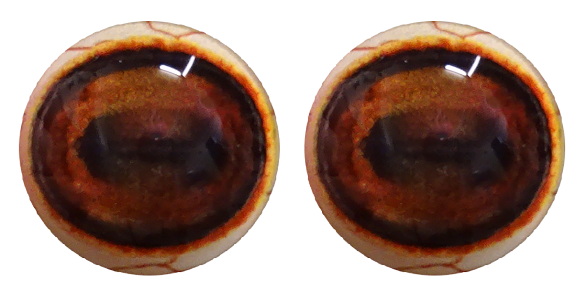 Sika Deer Eye - Oval Pupil with Red-brown Iris (SD)