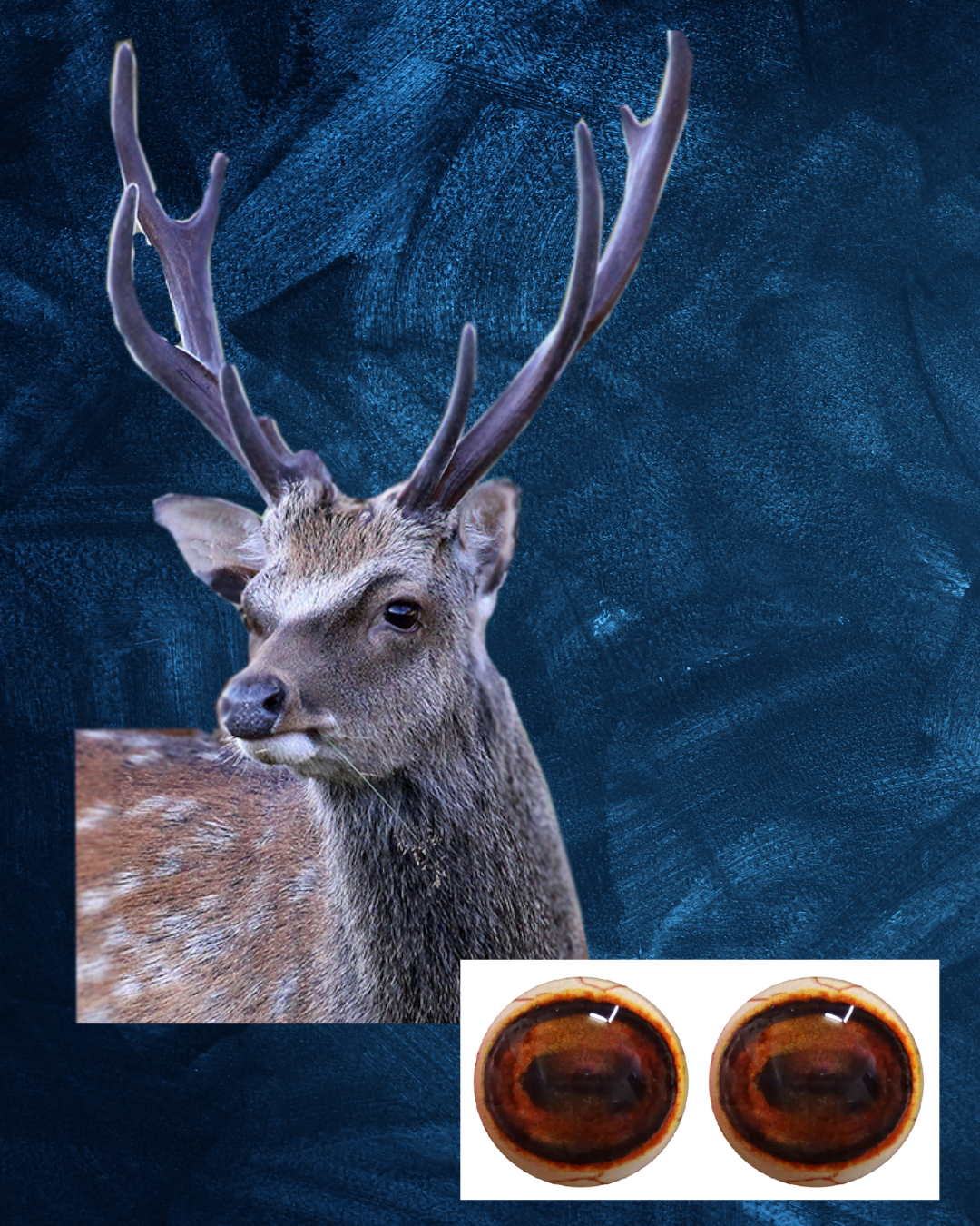 Sika Deer Eye - Oval Pupil with Red-brown Iris (SD)