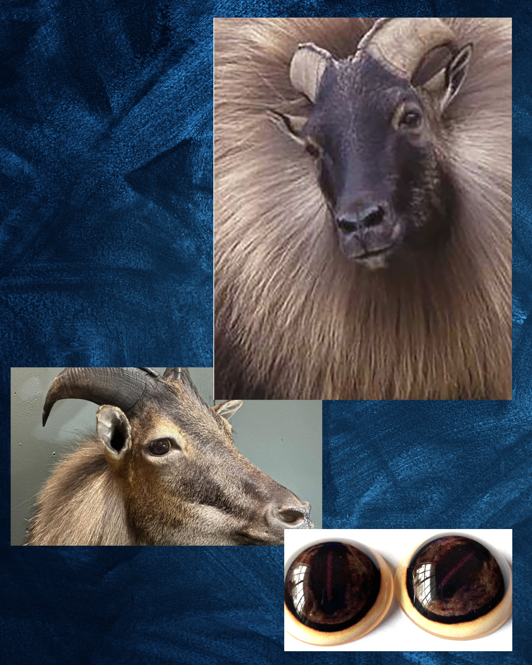 Tahr Eye - Oval Pupil with Dark Brown Iris with light brown mottling (CH)