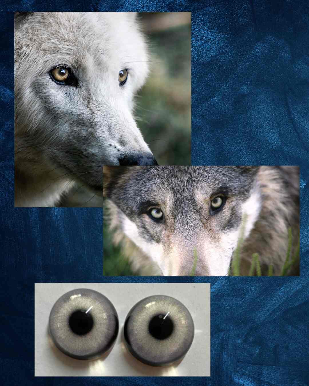 Wolf- Coyote Eye - Round pupil with grey white Iris (WOLW)