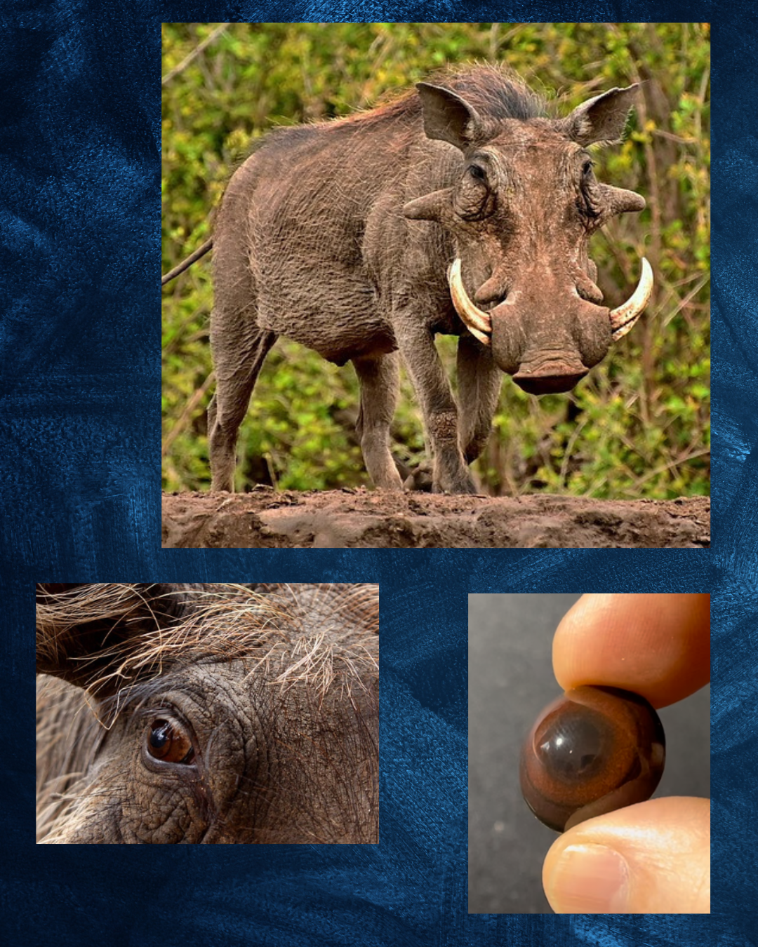 Warthog Eye - Round pupil with medium brown Iris with black inner and outer rings (VVC)