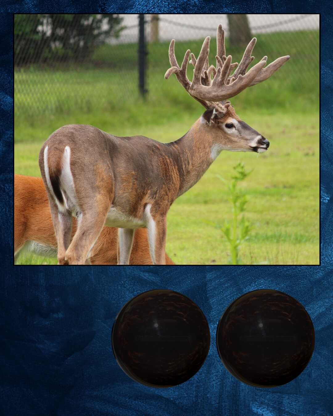 Whitetail Deer Eye - Oval Pupil with Dark Brown to black Iris (DOD)