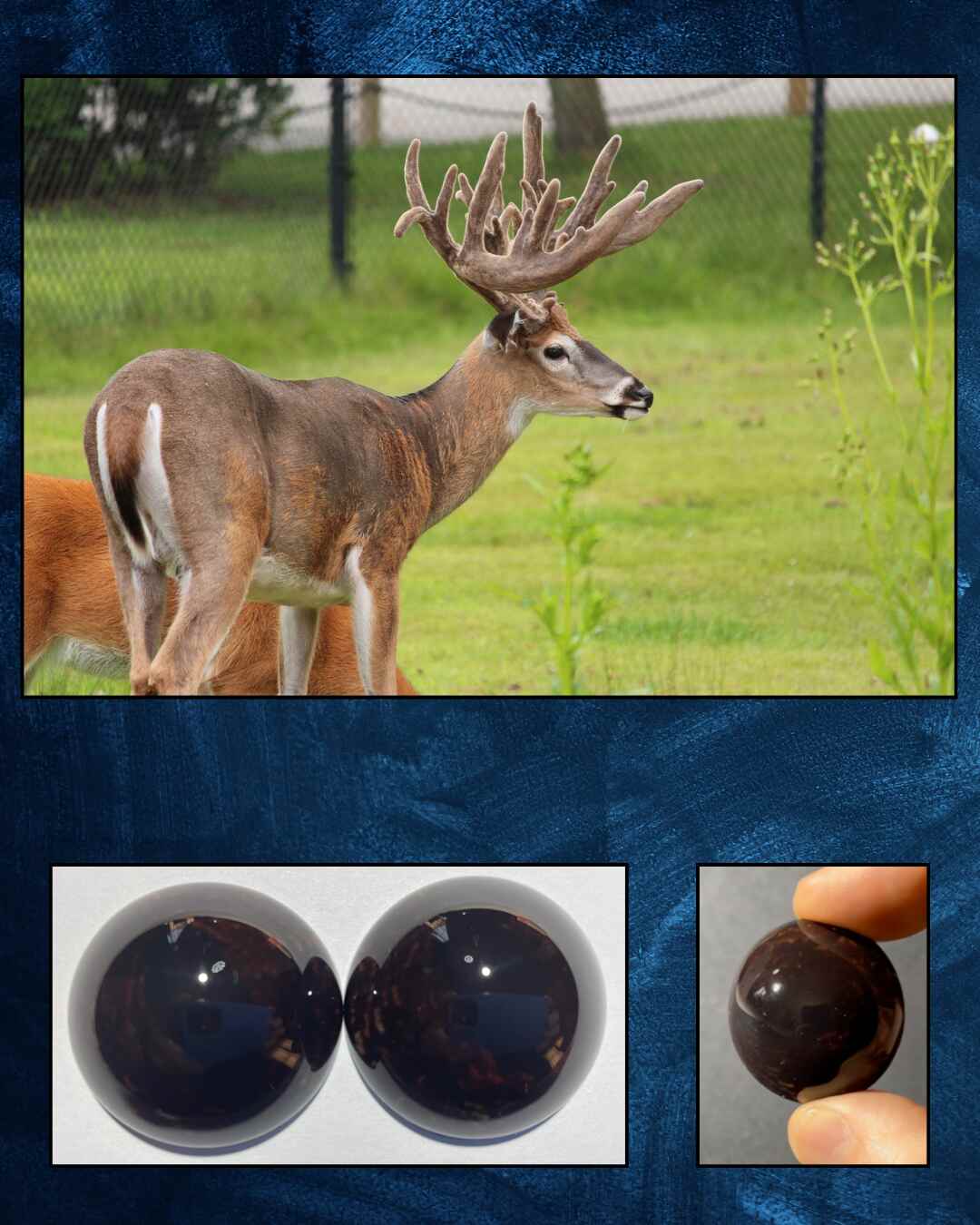 Whitetail Deer Eye - Oval Pupil with Dark Brown Iris (DOD)