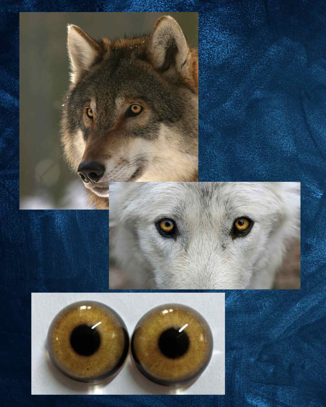 Wolf- Coyote Eye- Round pupil with Yellow Brown Iris (WOLYB)