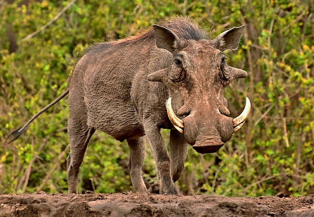 Warthog Eye - Round pupil with Dark brown Iris and black outer iris ring (VVJ)